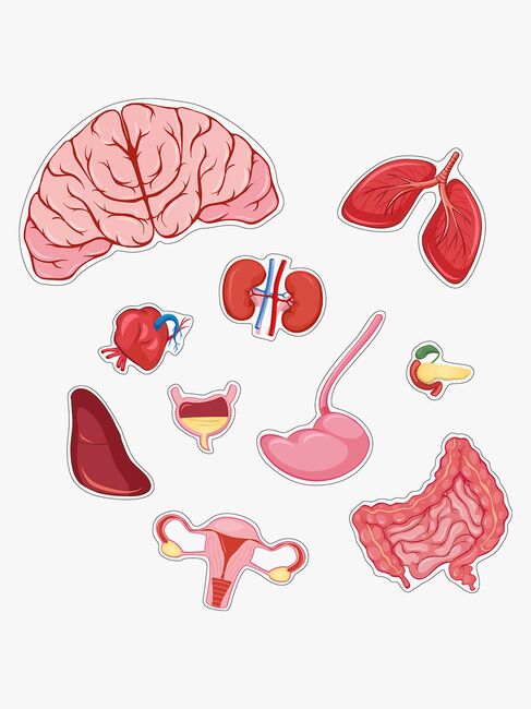 Barbo Toys Body Puslespill Jente 36 Brikker