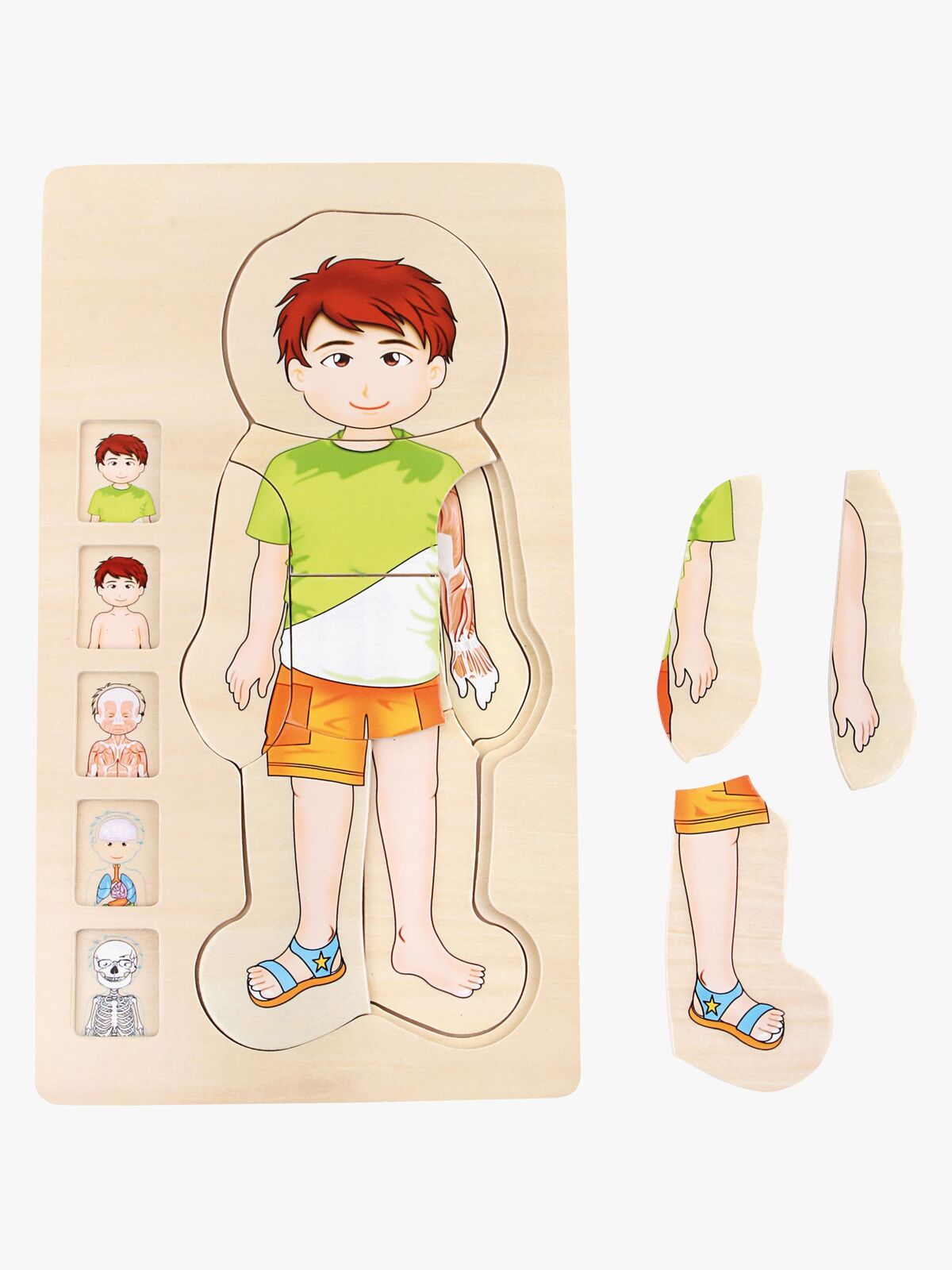 Small Foot Puslespill Anatomi, Grønn