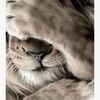 Linn Wold Poster 30x40 Leo