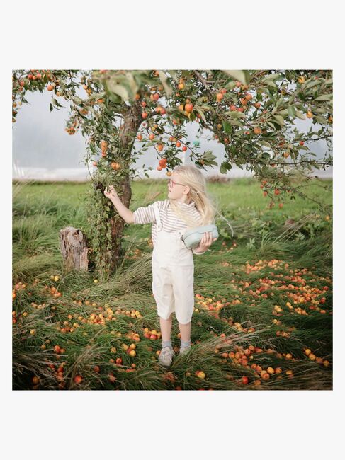 Mushie Matboks, Sage